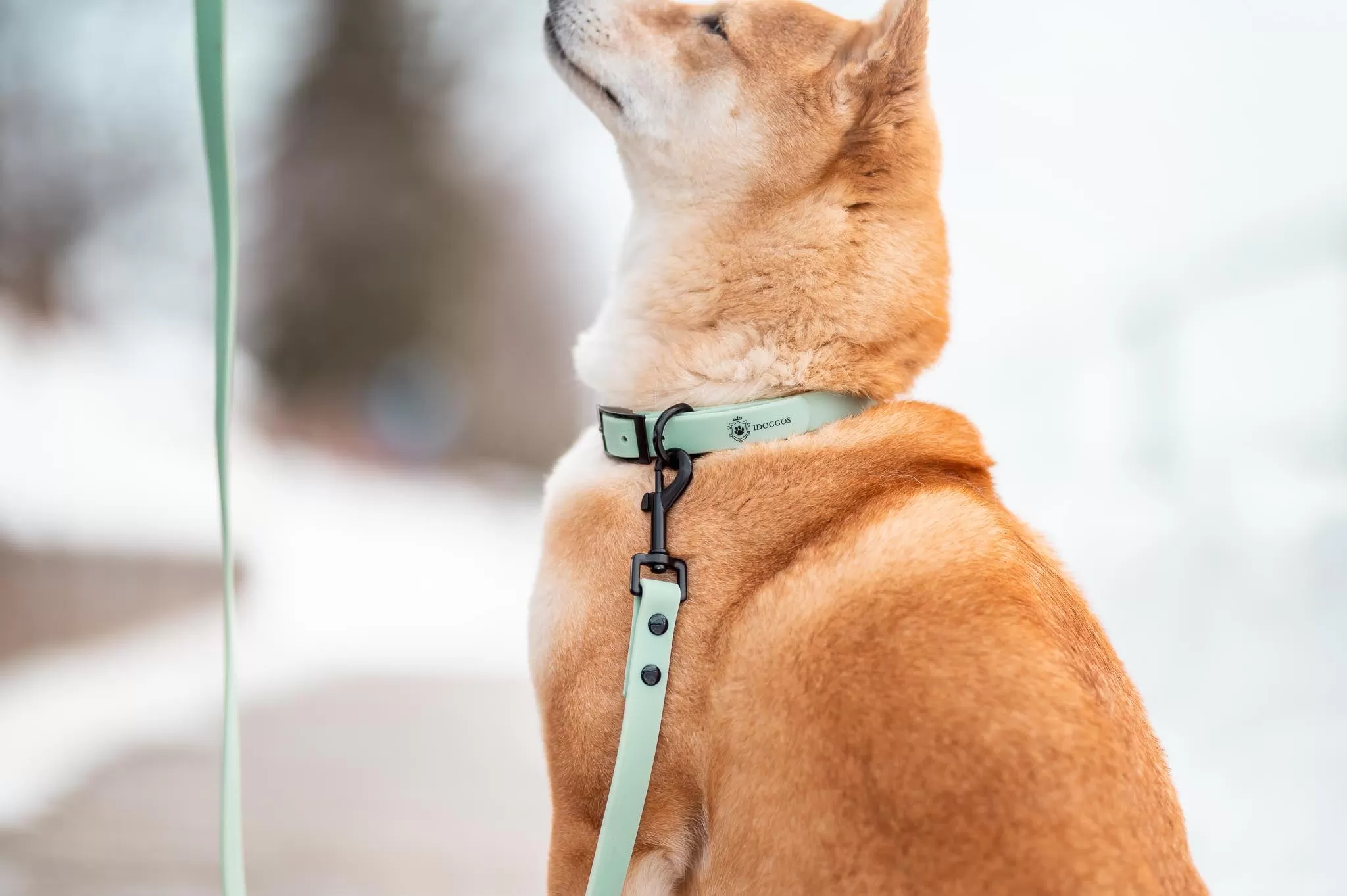 Sea Green Collar & Leash Set