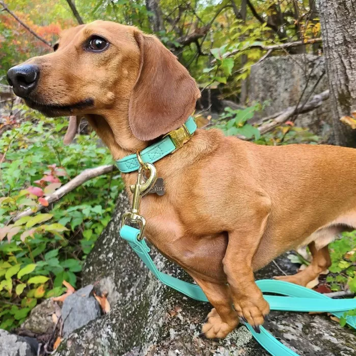 Tropical Green Collar & Leash Set