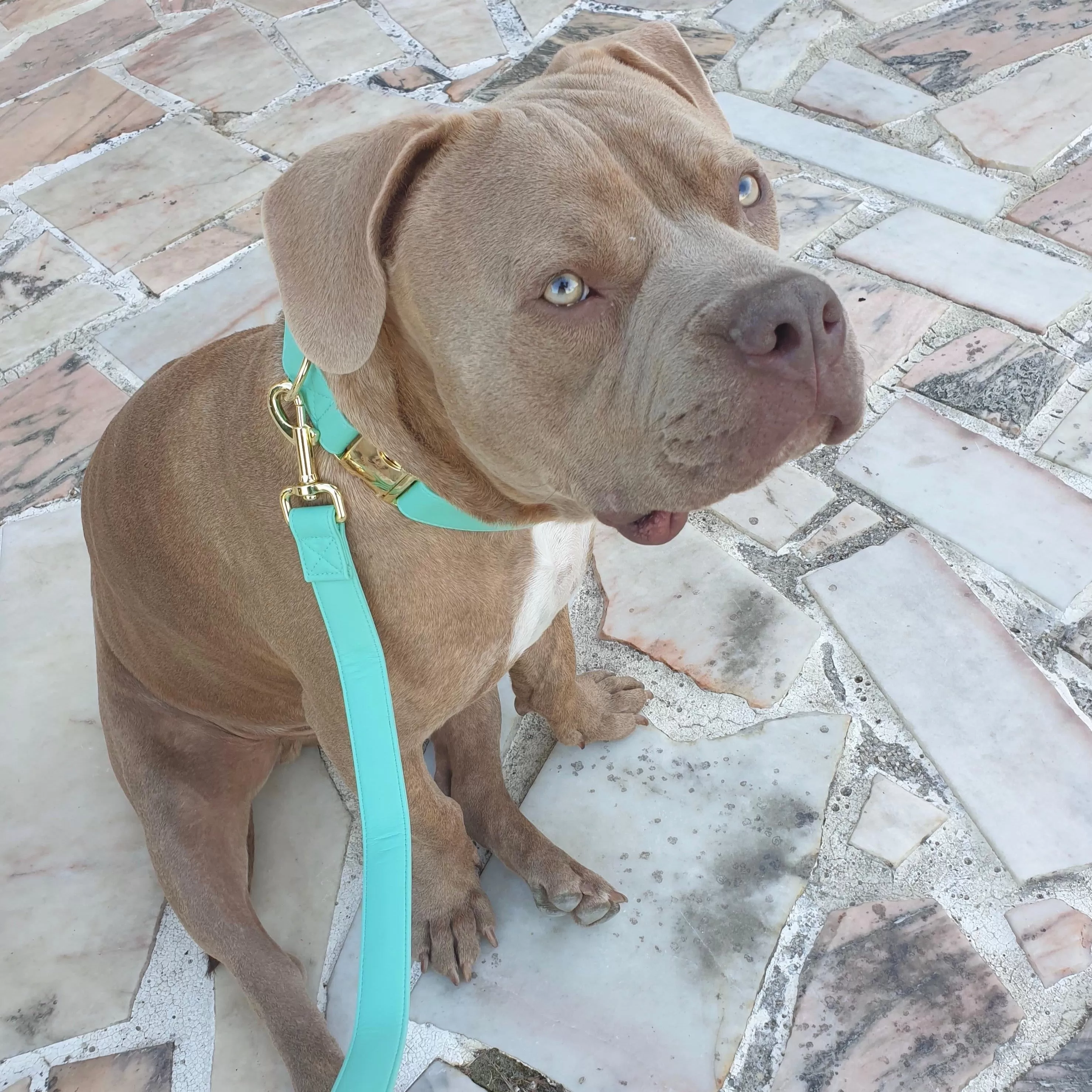 Tropical Green Collar & Leash Set